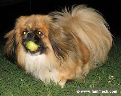 PEKINOIS MINIATURE CHIOT