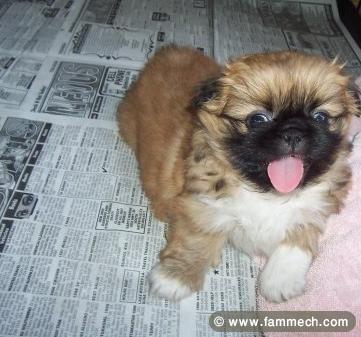 PEKINOIS MINIATURE CHIOT