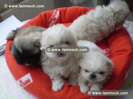 PEKINOIS TOY BLANC