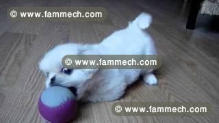 PEKINOIS TOY BLANC