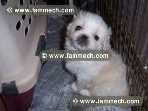 PEKINOIS TOY BLANC