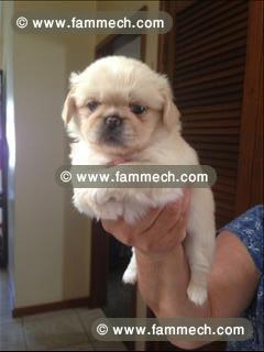 PEKINOIS TOY BLANC