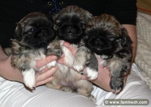 PEKINOIS TOY CHIOTS 