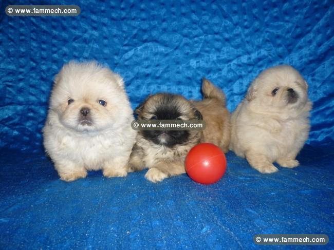 pékinois toy chiots 