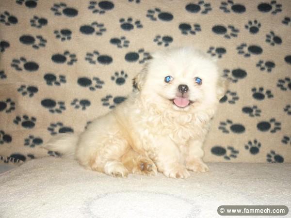 PEKINOIS TOY TUNISIE 