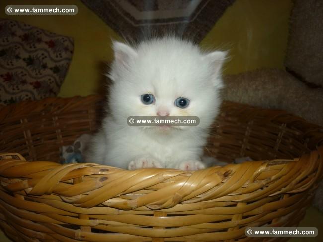 persan chaton 
