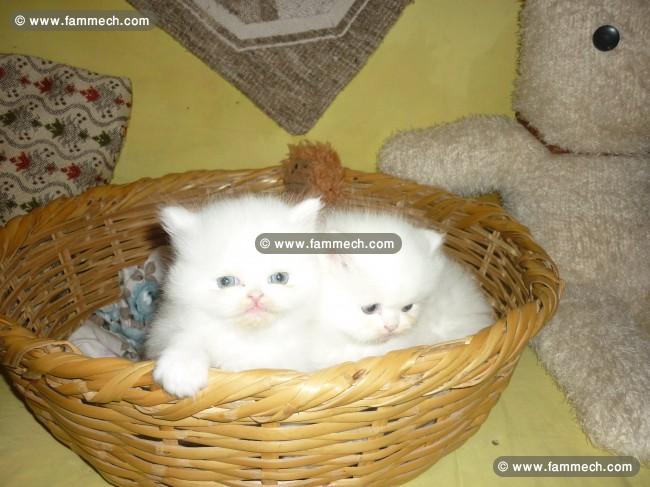 persan chaton 