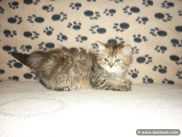 PERSAN CHATON TUNISIE