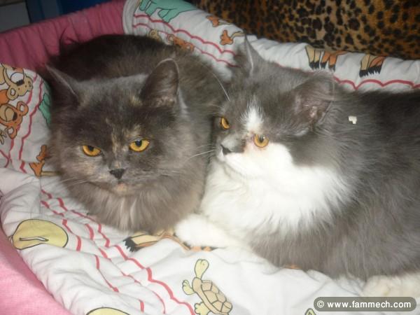 PERSAN COUPLE ADULTE