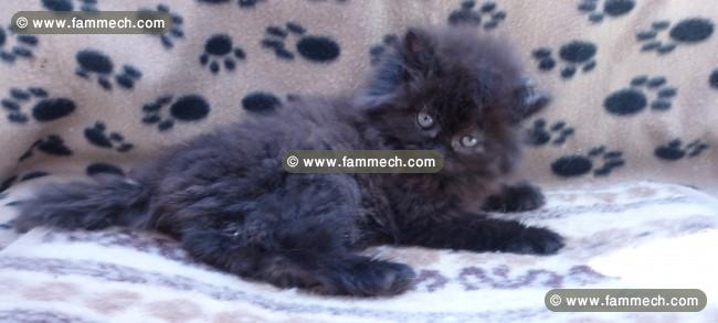 persan doll face chaton 
