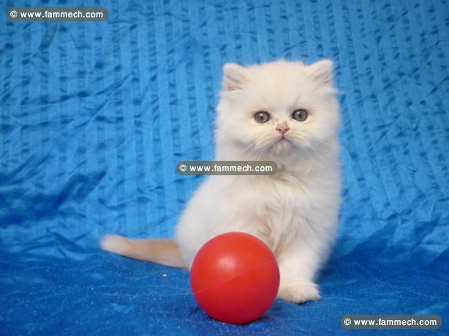 persan doll face chatons