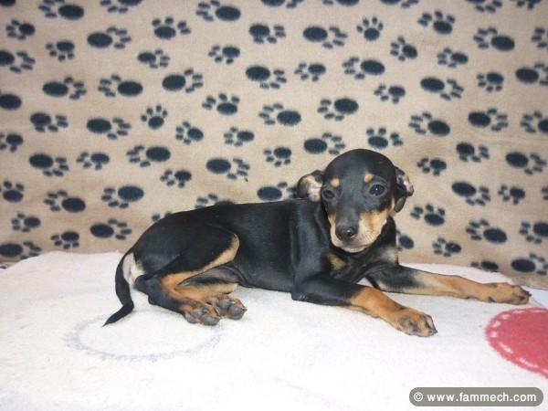 PINSCHER MINIATURE TUNISIE