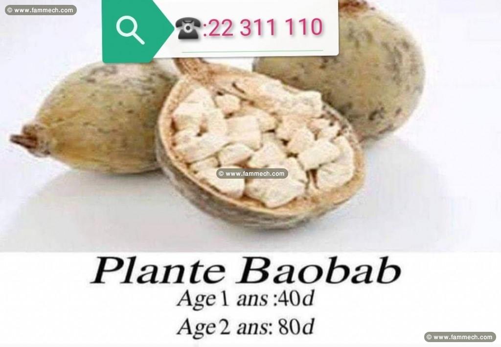 plante boabab - baobab tunis ariana soukra