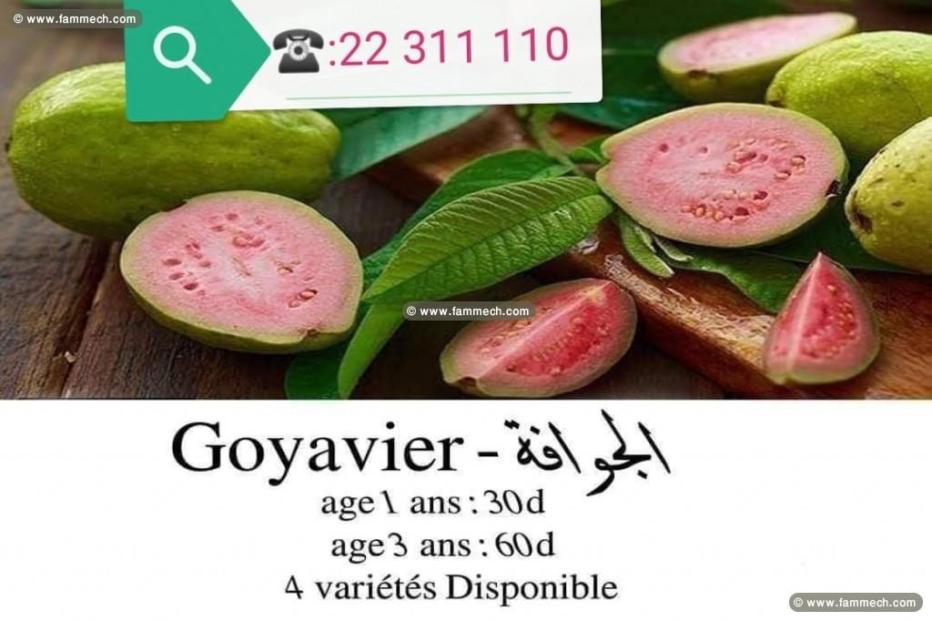 plante goyavier - guava tunis