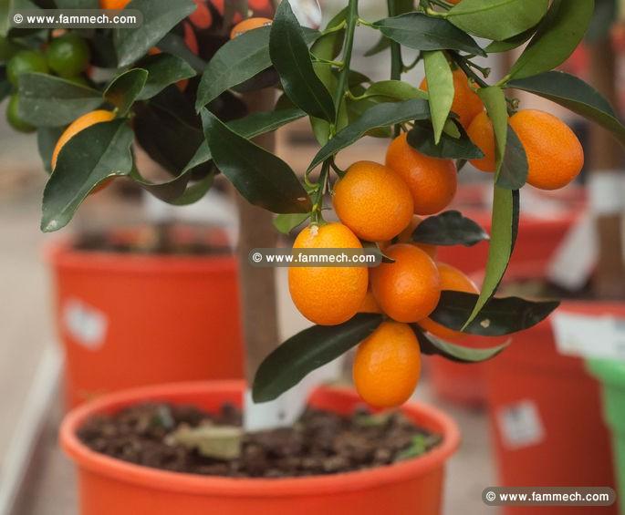 plante Kumquat (البرتقال الذهبي)