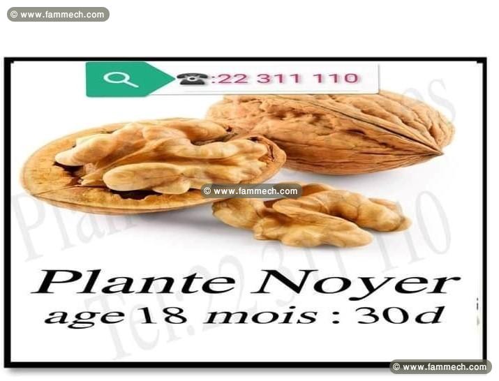 plante noyer