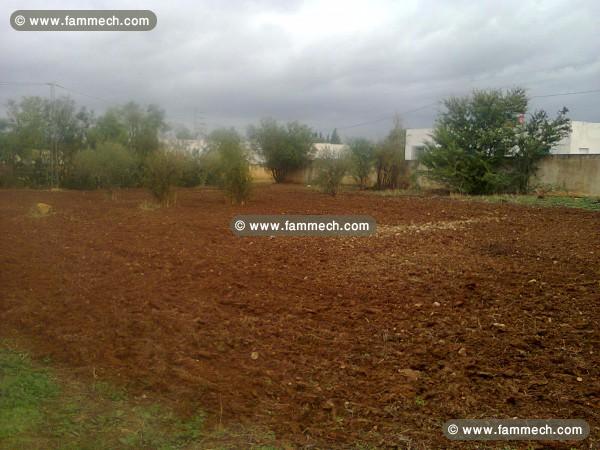 projet agricole + habitation (beja) 66 mille dinar