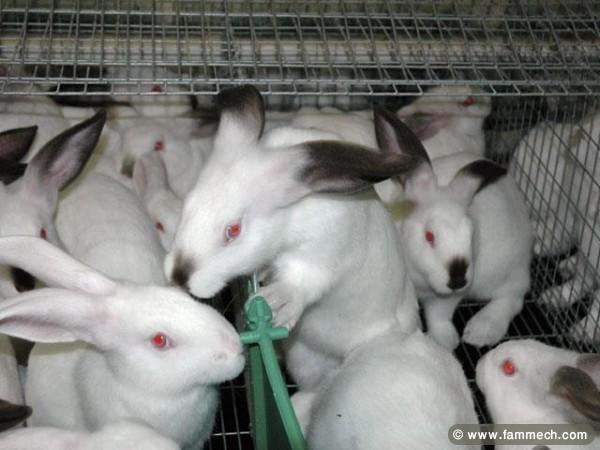 projet de lapins tout complet