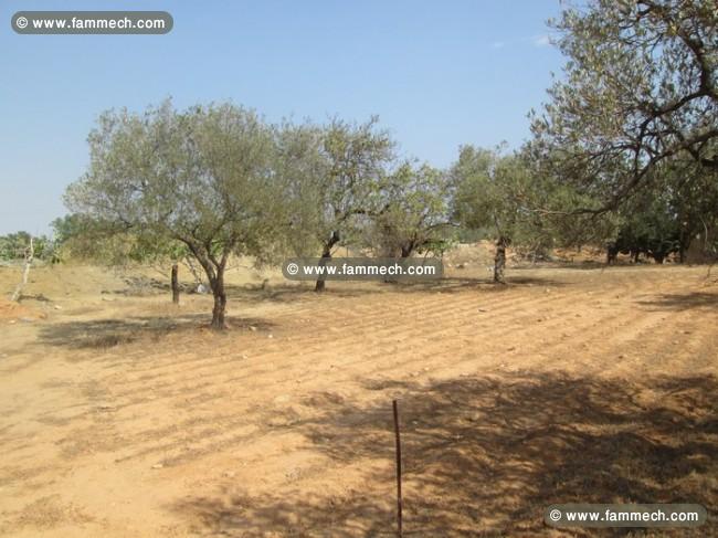 Projet de partage à Hammamet nord 