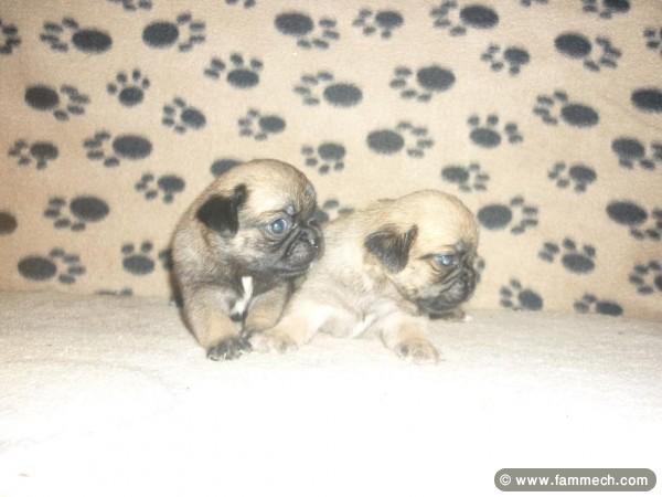 PUGENESE CHIOT TUNISIE