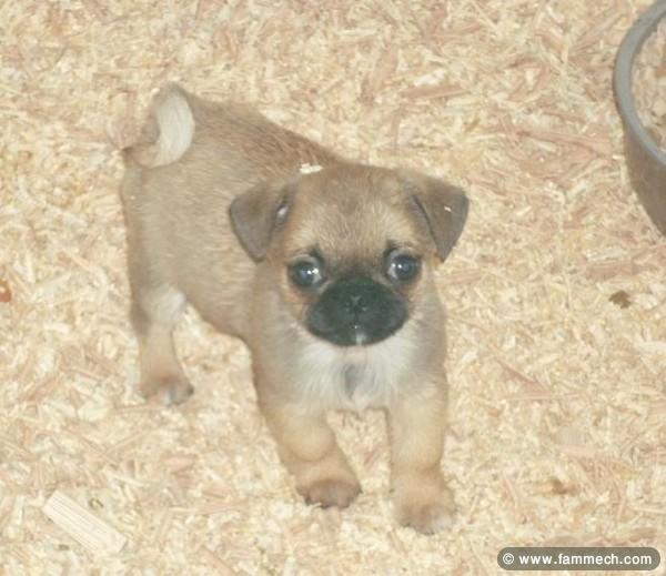 PUGINESE CHIOT MALE