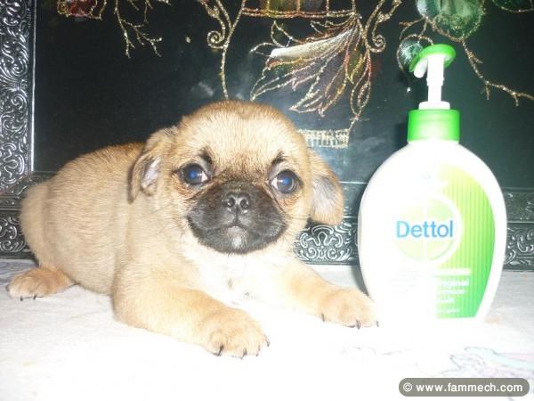 PUGINESE CHIOT MALE
