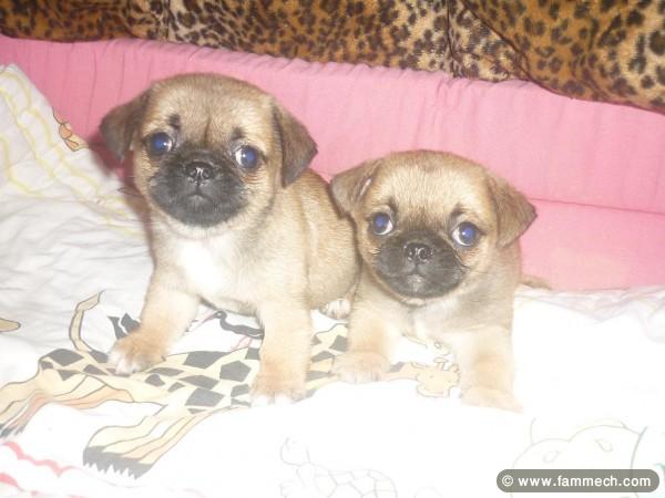 PUGINESE CHIOT MALE