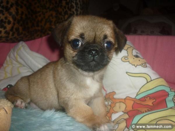 PUGINESE CHIOT MALE