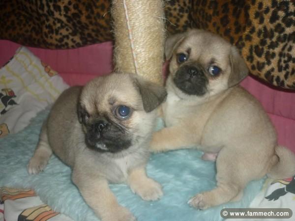PUGINESE CHIOTS 