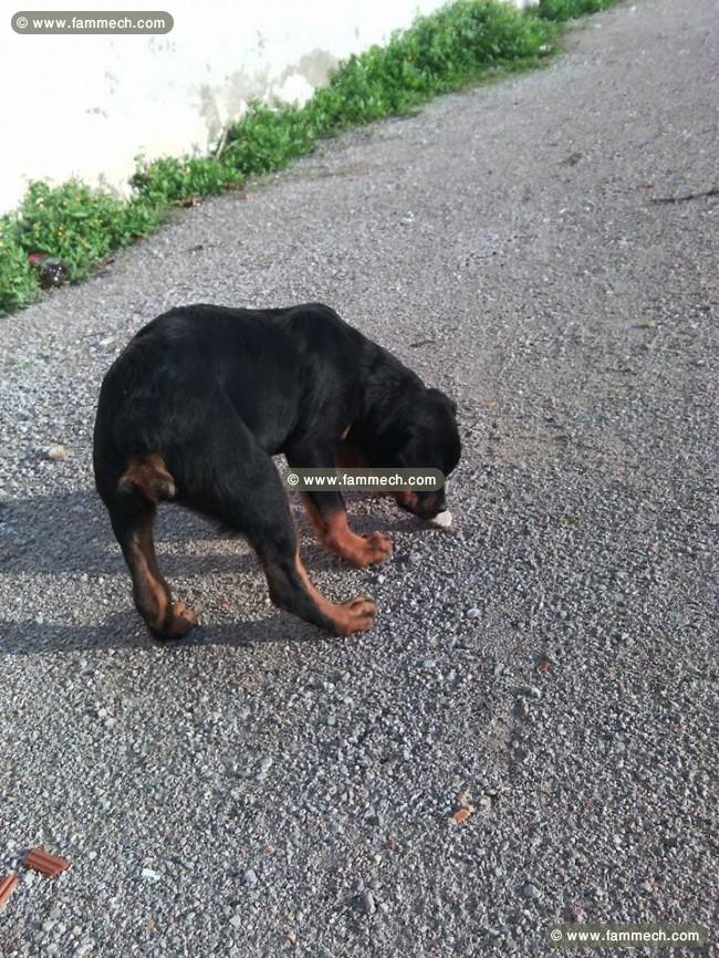 ROTTVEILLER