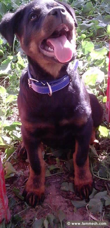 rottweiler a vendre