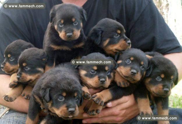 Rottweiler chiots dispo 