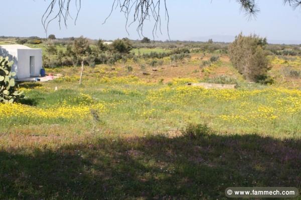 sania de 6 hektarre a vendre
