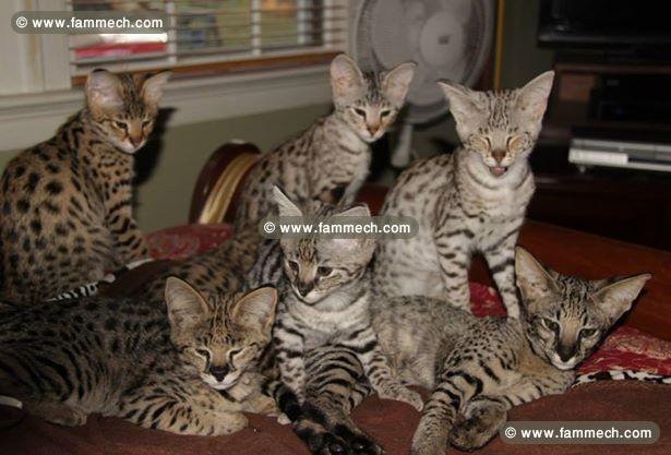 Savannah F1, F2 et F5 et chatons serval à vendre