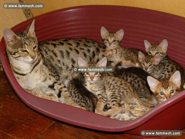 Savannah F1, F2 et F5 et chatons serval à vendre