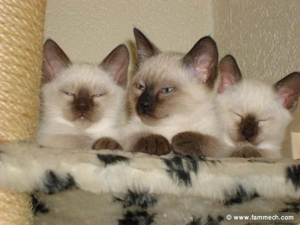 SIAMOIS CHAT 