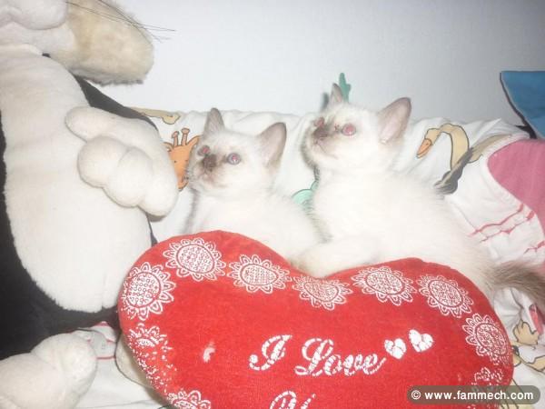 SIAMOIS CHATONS