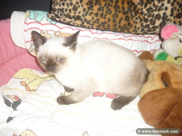 SIAMOIS THAILANDAIS CHATONS