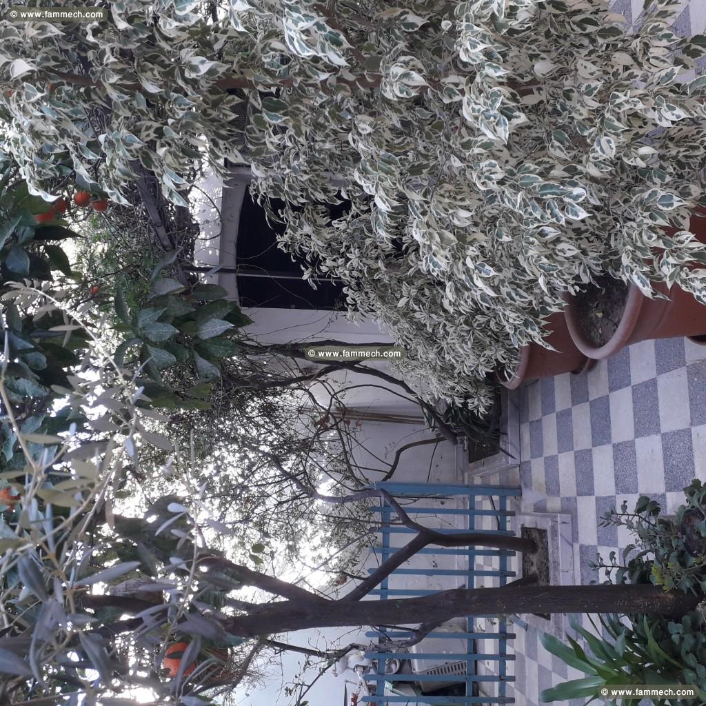 Style américain a cité riad