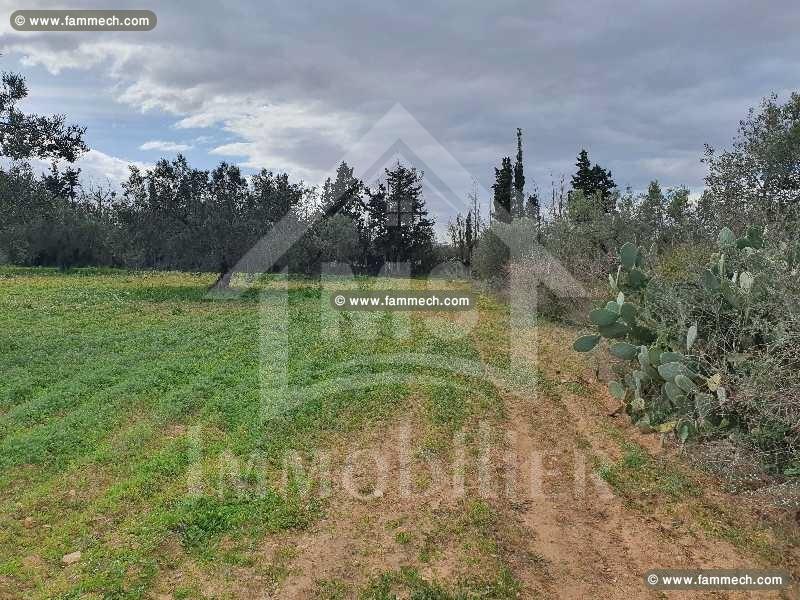 Superbe terrain à vendre à Hammamet Sud 51355351