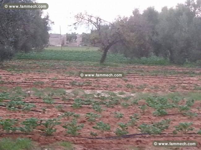 superbe terrain agricole