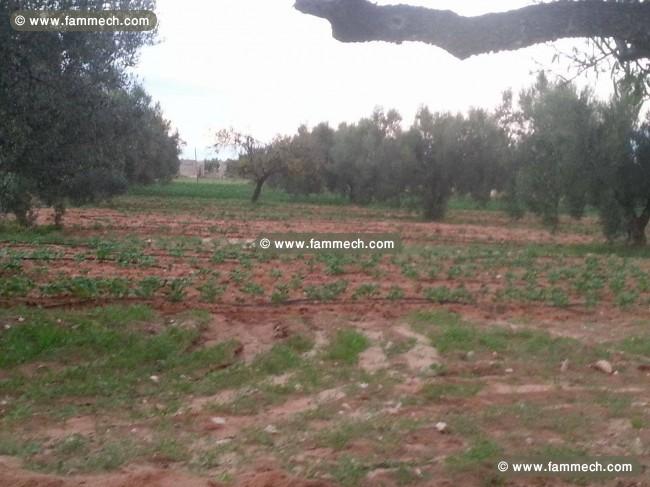 superbe terrain agricole