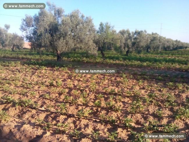superbe terrain agricole