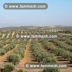 tarrain agricole