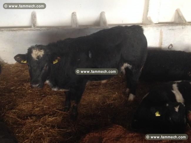 Taurillons Importer D'Irlande