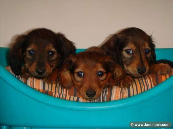 TECKEL MINI CHIOTS 