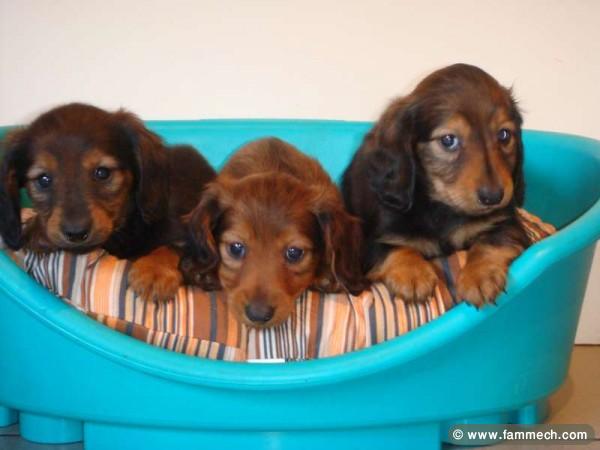TECKEL MINI CHIOTS 