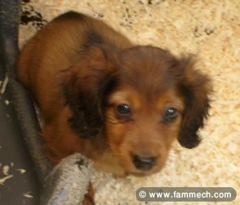 TECKEL MINI CHIOTS 