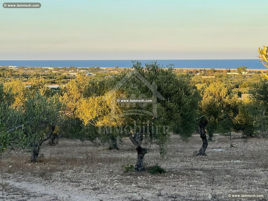 Terrai de 3316 m² à vendre à Maamoura 51355351