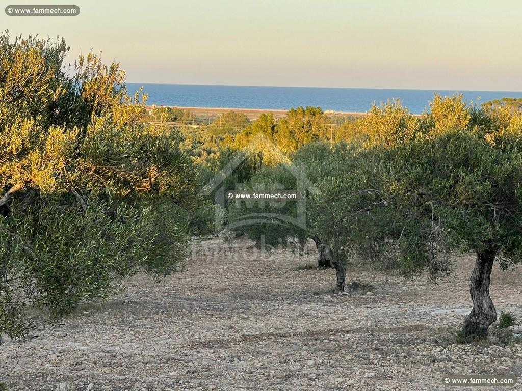 Terrai de 3316 m² à vendre à Maamoura 51355351